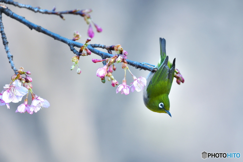 河津桜にメジロ
