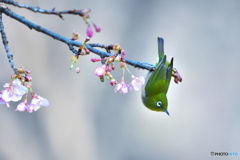 河津桜にメジロ