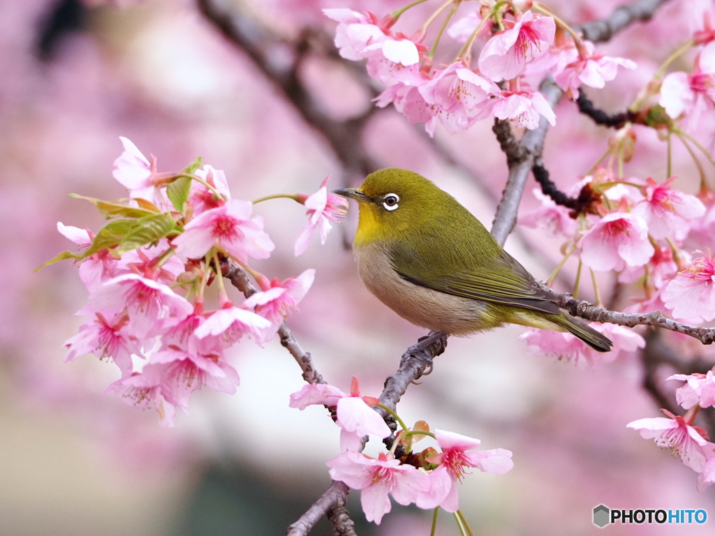 河津桜にて