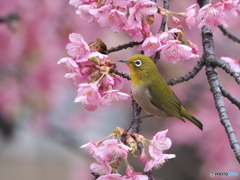 春の足音