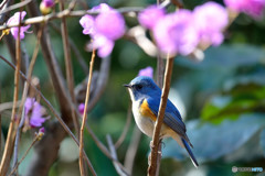 ゲンカイツツジにルリビタキ
