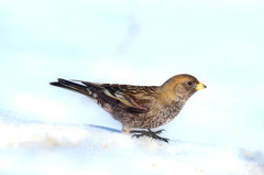 雪のハギマシコ