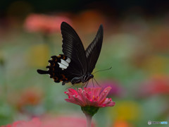 ジニア畑のモンキアゲハ