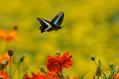 アオスジアゲハの飛翔