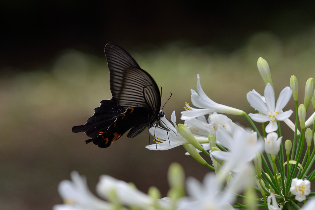 アガパンサスで
