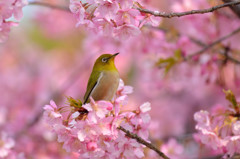 春彩