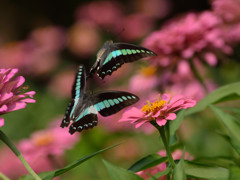アオスジアゲハの婚活