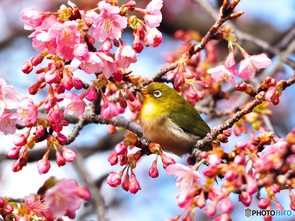 河津桜にメジロ