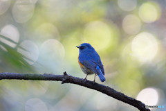 木漏れ日の中で