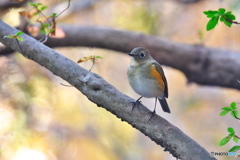 紅葉をバックに