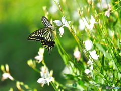 白蝶草にアゲハチョウ