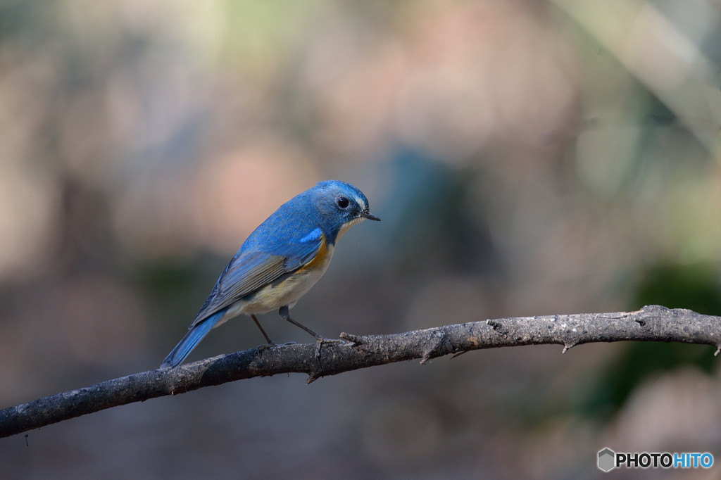 木漏れ日の中で