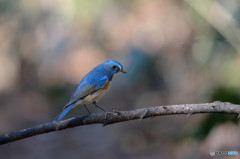 木漏れ日の中で