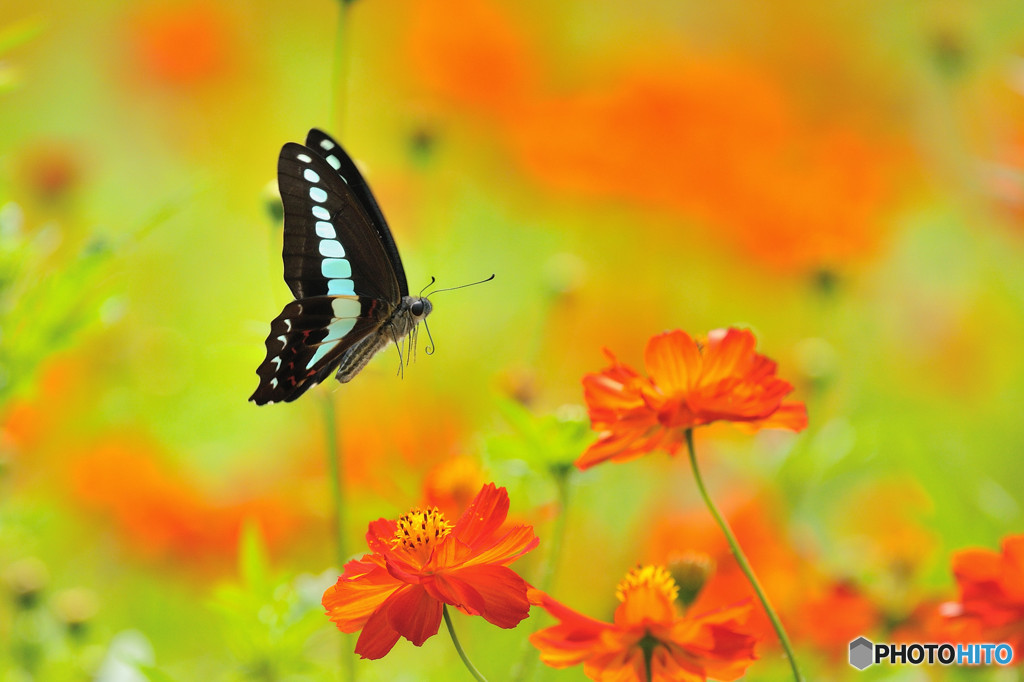 アオスジアゲハの飛翔