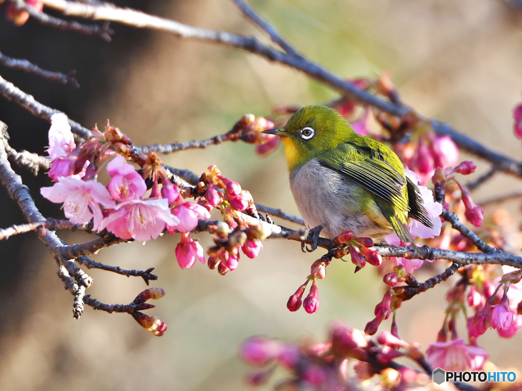 河津桜とメジロ