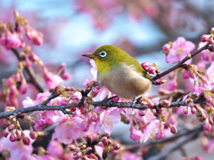 春の訪れ