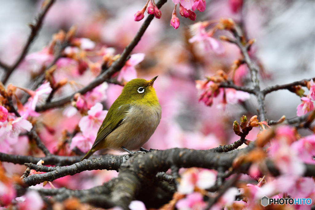 春近し