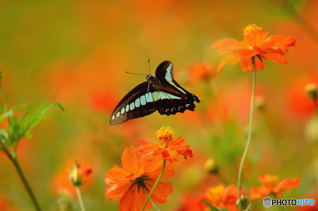 アオスジアゲハ舞う