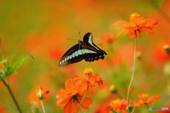 アオスジアゲハ舞う