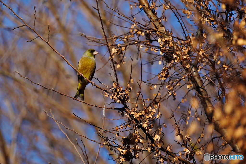 アキニレにカワラヒワ
