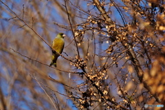 アキニレにカワラヒワ