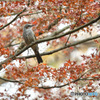 紅葉とヒヨドリ