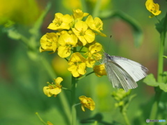 菜の花にモンシロチョウ