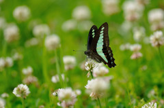 シロツメクサにアオスジアゲハ