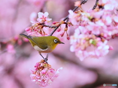 春爛漫Ⅲ