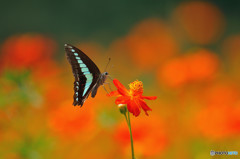 キバナコスモスにアオスジアゲハ