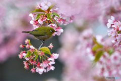 春の予感