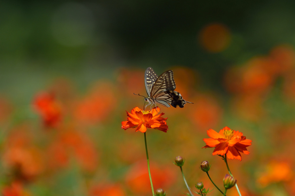 キバナコスモスに
