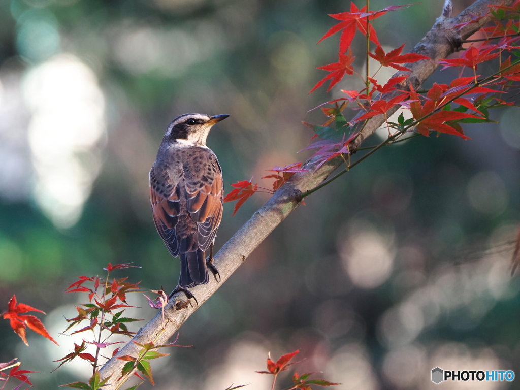 紅葉とツグミ