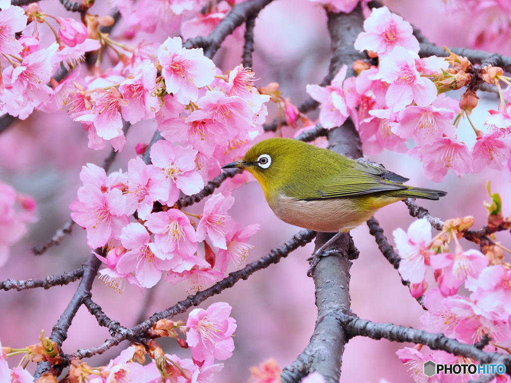 春うららⅢ