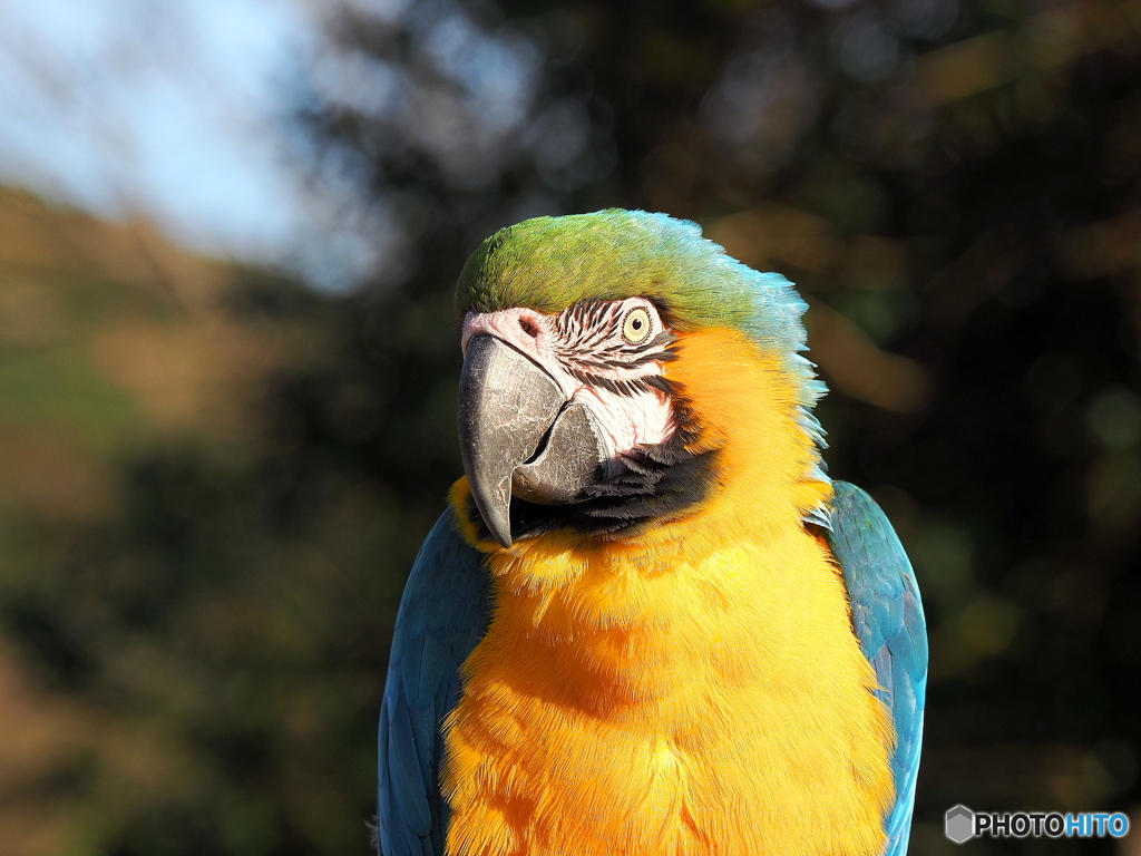 ルリコンゴウインコ