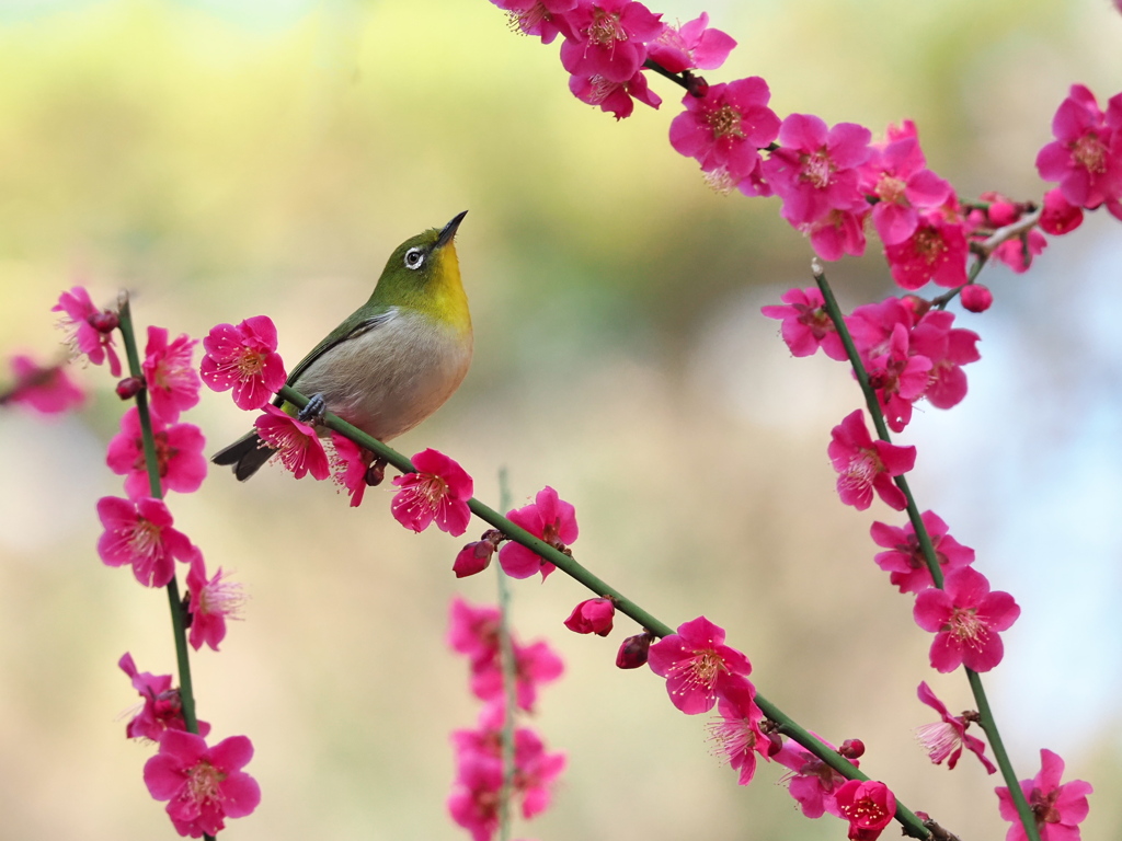 春彩