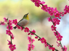 春彩