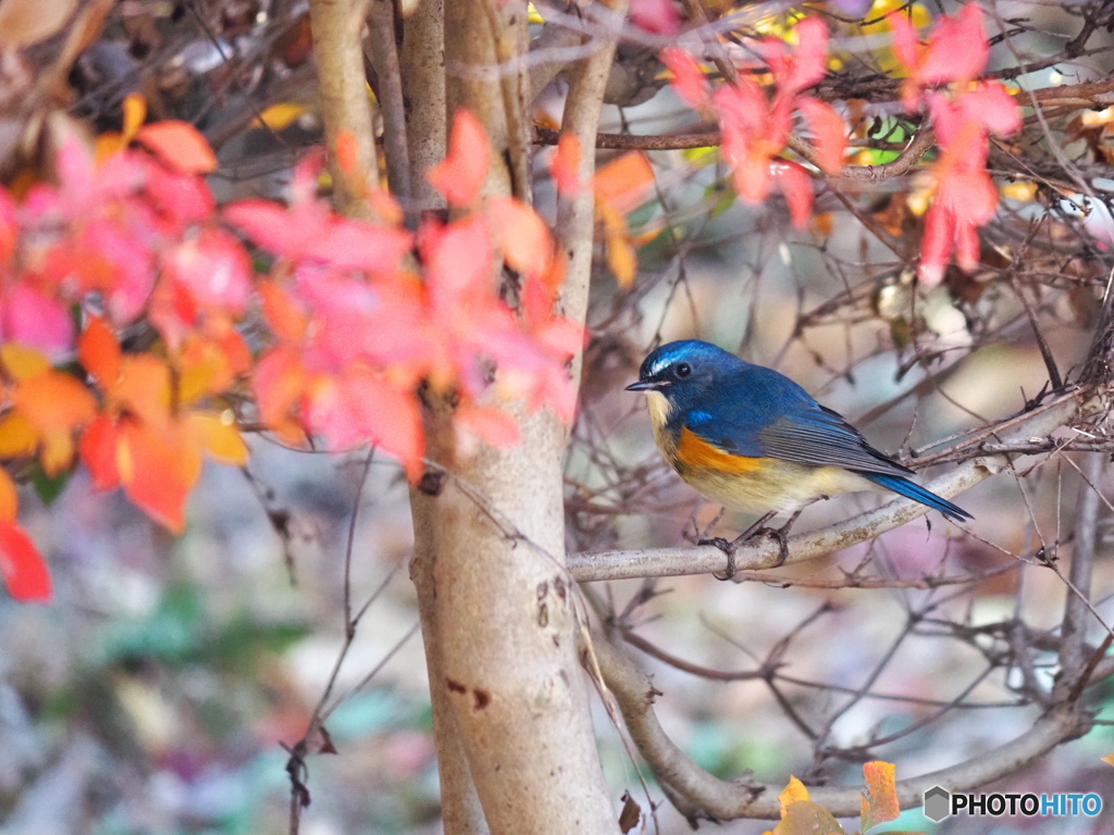 紅葉とルリビタキ