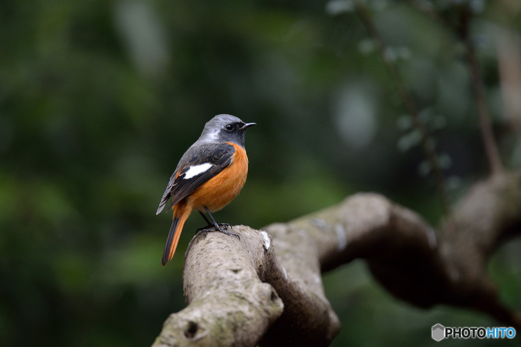 オレンジ色の貴公子