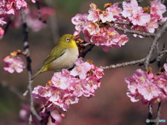 春の訪れ