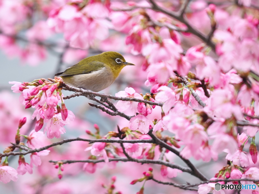 春彩