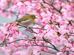春彩