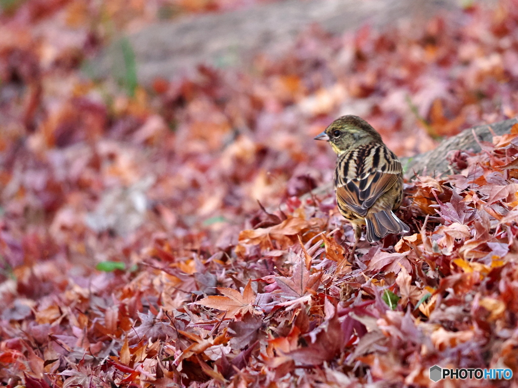 モミジの絨毯にて