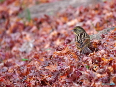 モミジの絨毯にて