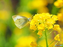 菜の花にモンシロチョウ
