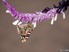 サルビアにアカタテハ