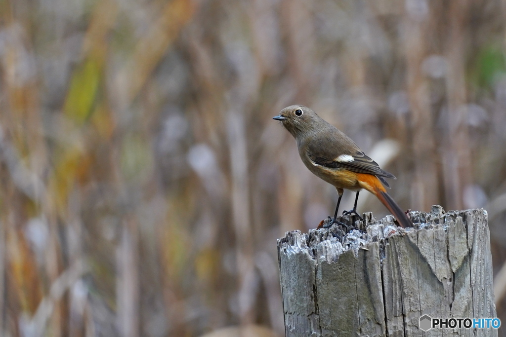 元気なジョビ子さん