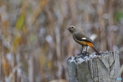 元気なジョビ子さん