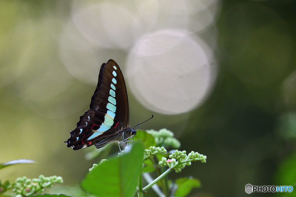 木洩れ日の散歩道で