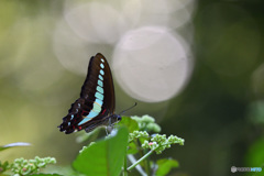 木洩れ日の散歩道で